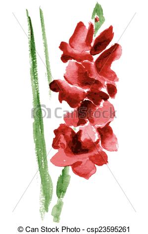 Watercolor gladiolus flower - csp23595261