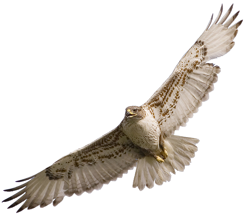 Go Back Gallery For Hawk Flying Clipart