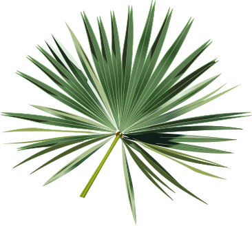 Silhouette of palm leaf