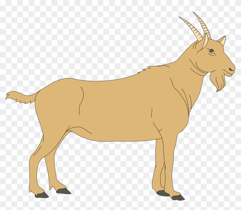 Goat Clipart Clipart Kid - Digestive System Of A Goat #107557