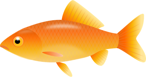 Gold Fish Goldfish Clipart Fr - Gold Fish Clip Art