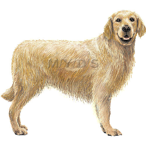 Golden Retriever Dog vector a