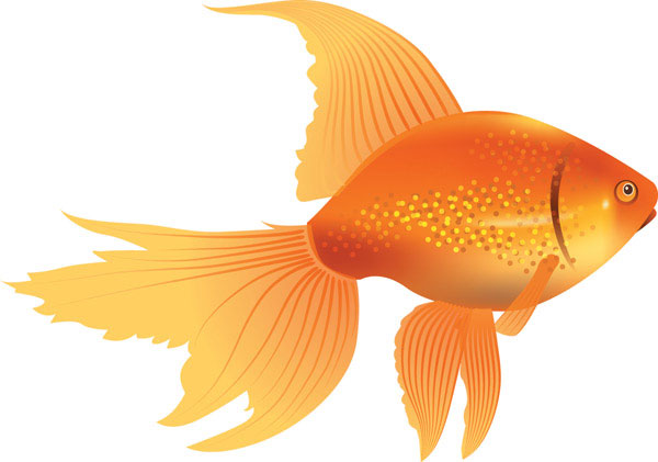 goldfish clipart  - Gold Fish Clip Art