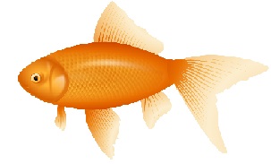 Goldfish - Goldfish Clip Art