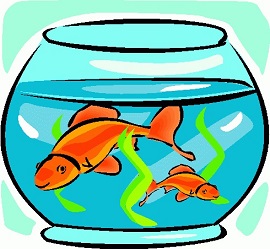 Goldfish in bowl - Goldfish Clip Art