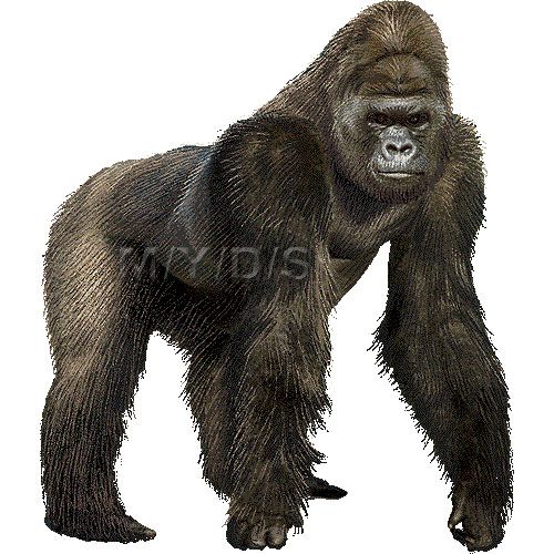 Gorilla clipart picture / Large