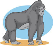 Gorilla Size: 71 Kb