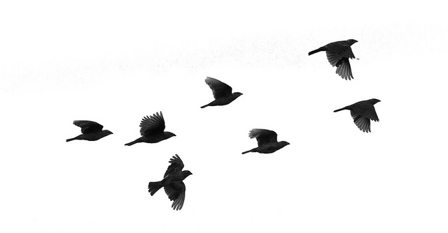 Graceful Birds Flying In North Atlanta Park Flickr Photo Sharing