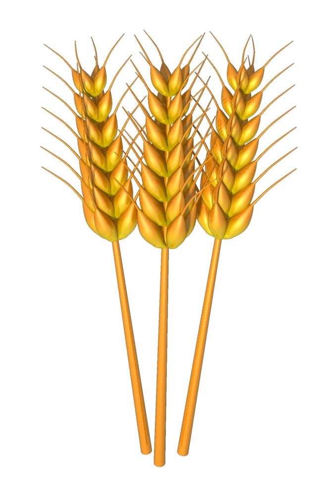 Barley Grain Clipart Images P