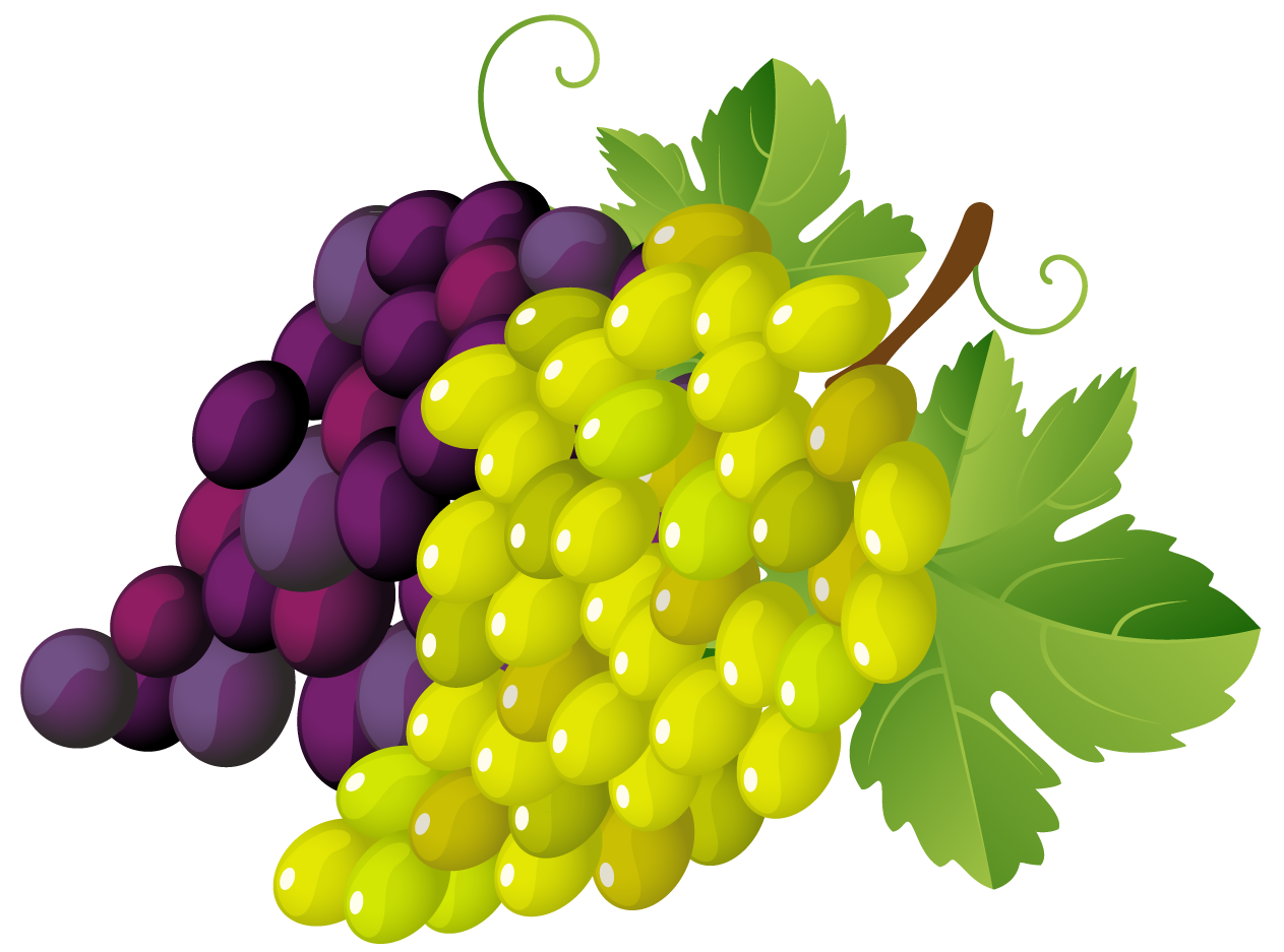 Grapes clipart 3