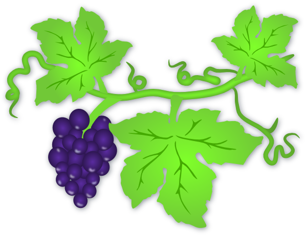 grapevine clipart