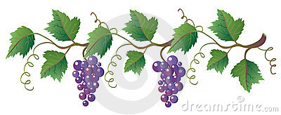 Clipart grapes and vines - .