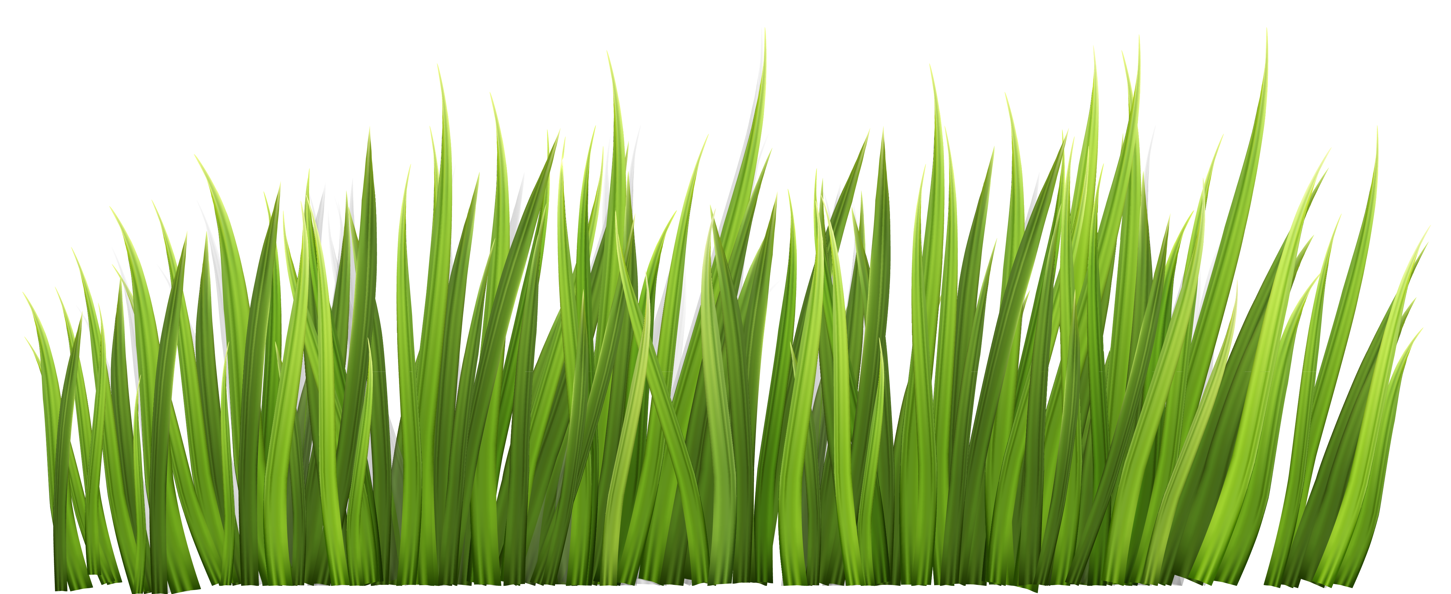 Grass clipart image green