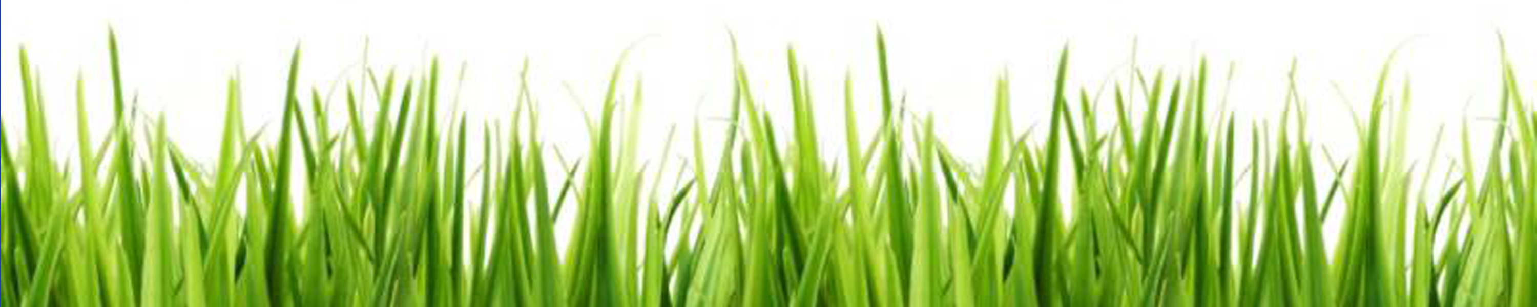 Spring grass transparent clip