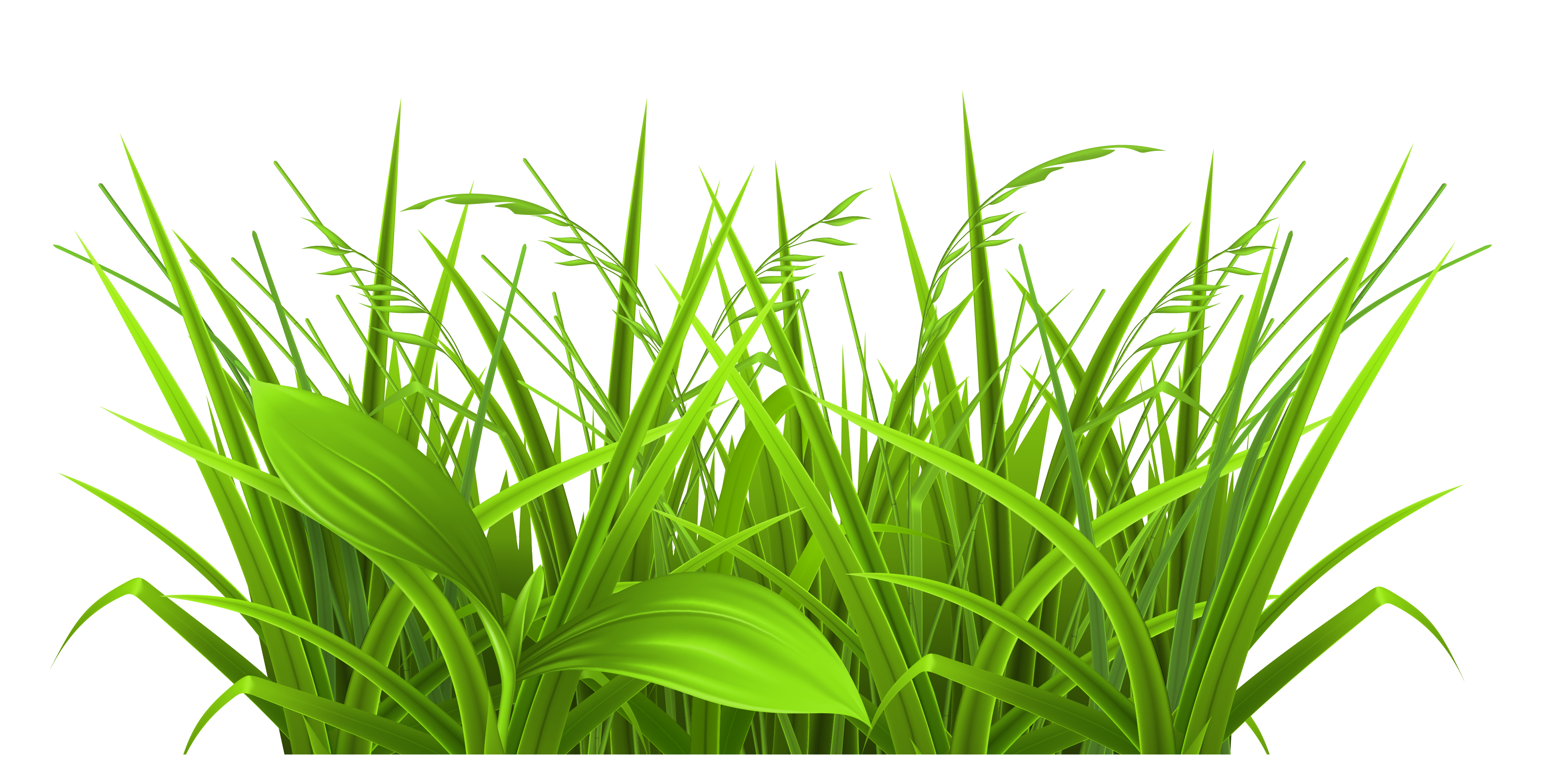 Grass Clipart And Green Grass - Green Grass Clipart
