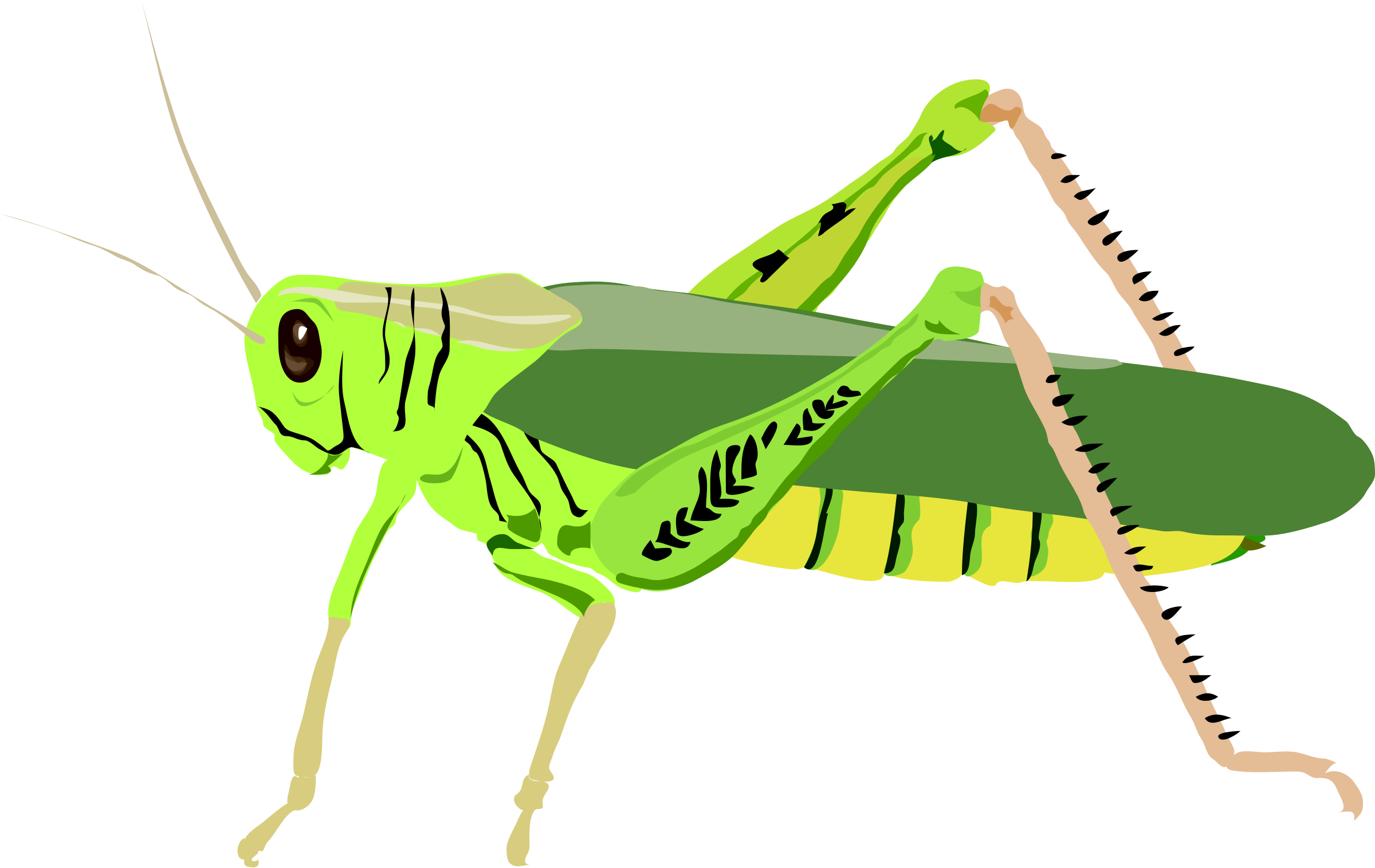 Green grasshopper cartoon