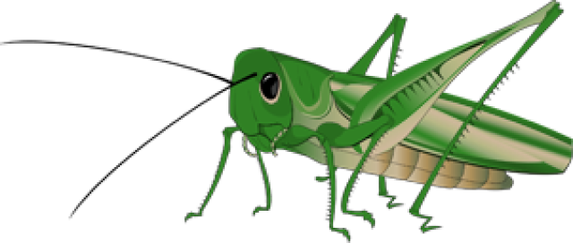 Grasshopper Clip Art Valentin - Grasshopper Clip Art