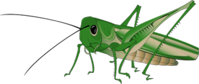 Grasshopper Clip Art Valentines Day Grasshopperpng Clipart Free