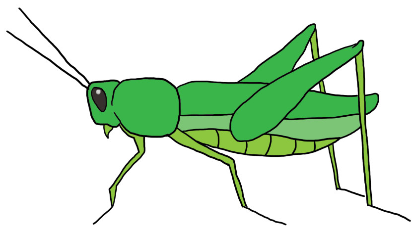 ... a green grasshopper