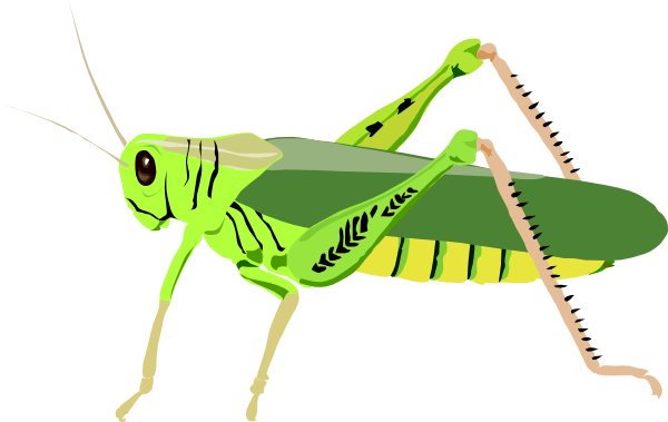 Download this image as: - Grasshopper Clipart