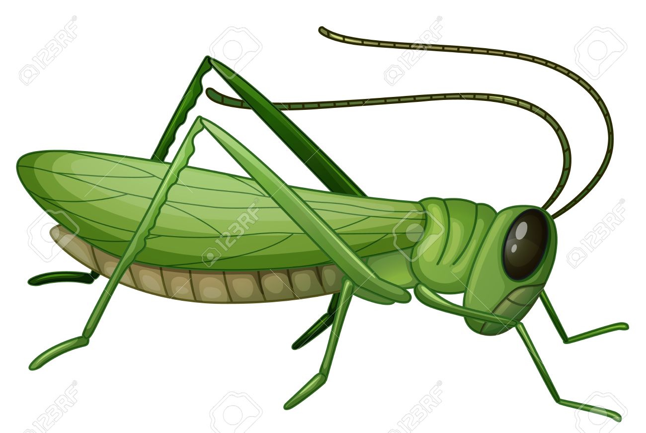 Illustration of a grasshopper on a white background Illustration
