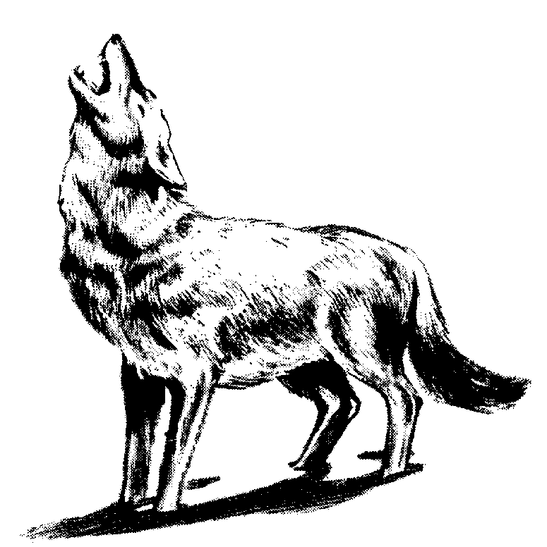 Gray Wolf Clip Art Clipart Pa - Clipart Wolf