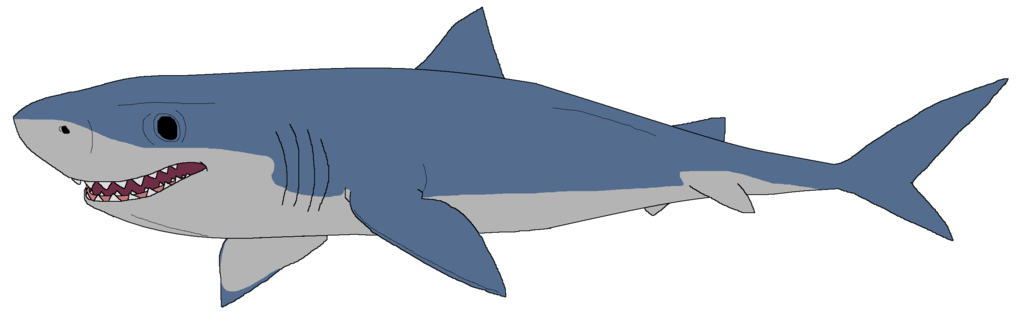 Great White Shark Drawing .