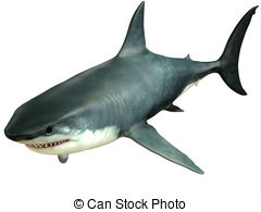 ... Great White Shark Upper - The Great White Shark is an.