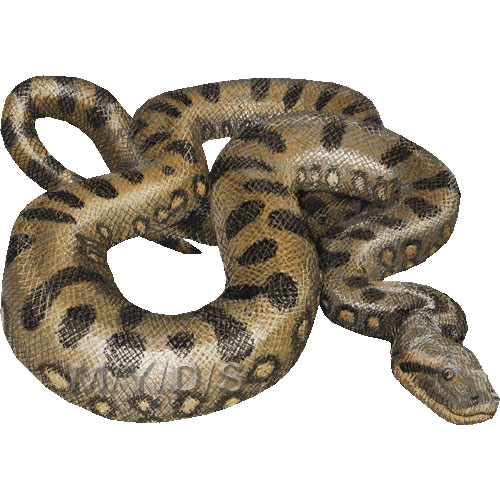 Green Anacondas clipart picture / Large