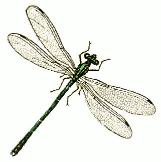 green-bodied-damselfly - Free Dragonfly Clipart