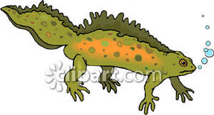 Green Newt Under Water - Royalty Free Clipart Picture