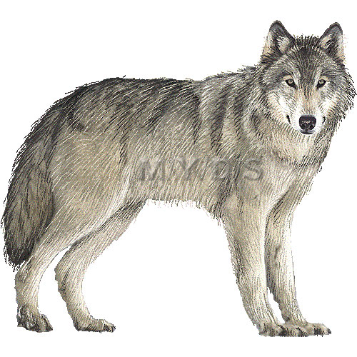 gray wolf standing clipart. S