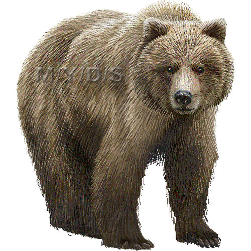 Grizzly Bear Silvertip Bear C - Grizzly Bear Clip Art
