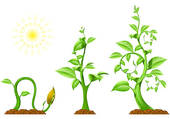growing plant clipart