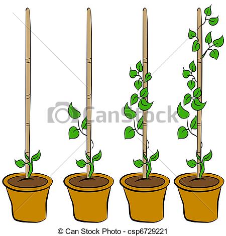 ... Growing Plant Stages - An image of the stages of a growing.
