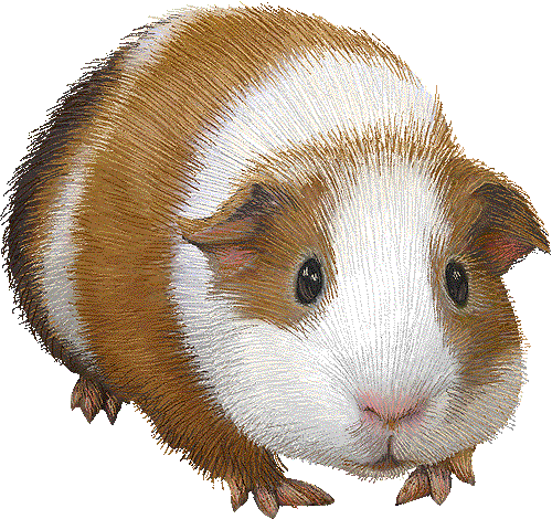 Guinea Pig Graphics And Anima - Guinea Pig Clip Art