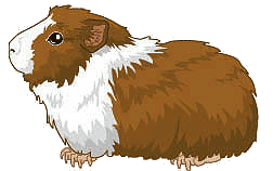 Guinea pig Graphics and .