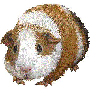 Baby Guinea Pig Illustration 