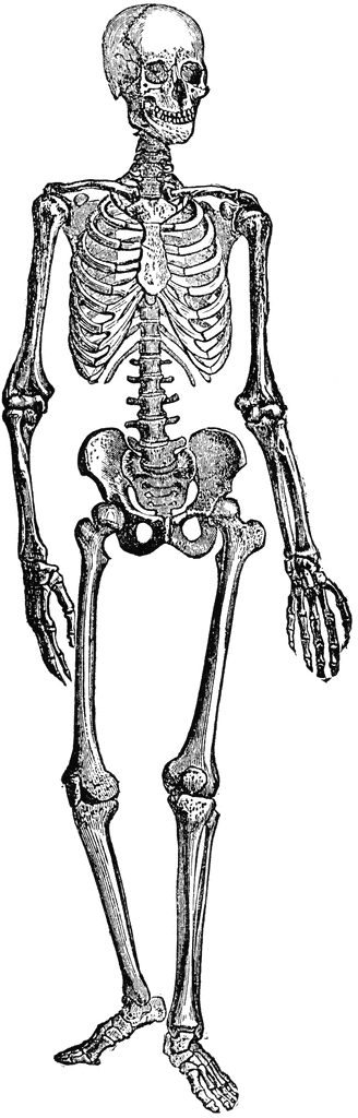 Halloween skeleton clipart fr - Clipart Skeleton