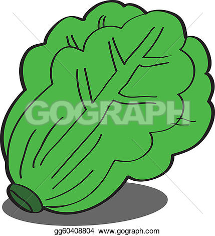 Lettuce slice clip art