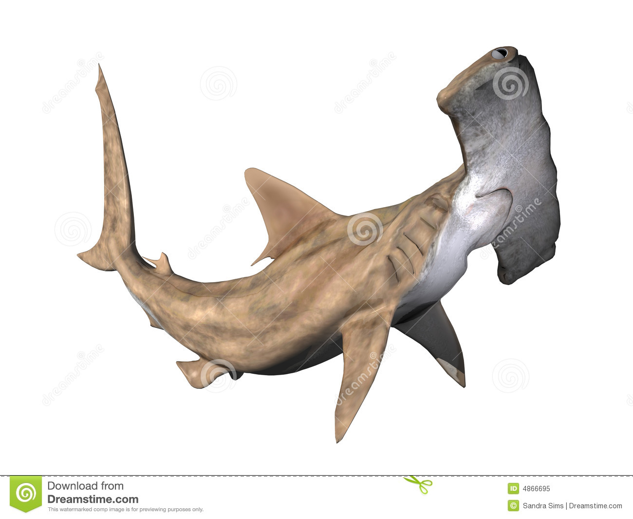 Hammerhead Shark Royalty Free Stock Photo