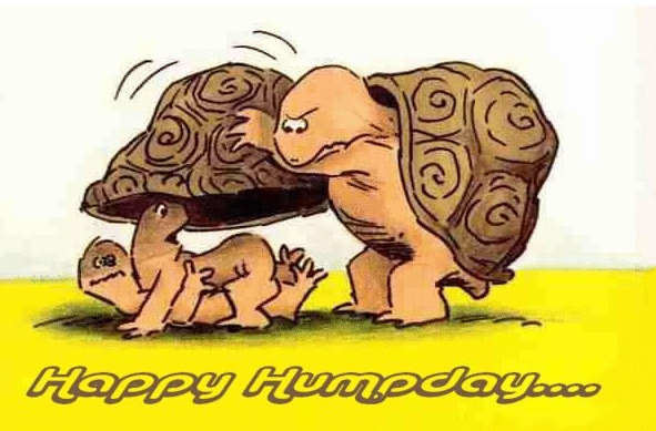 Happy Hump Day With Turtles! | Wednesday: Itu0026#39;s Hump Day! | Pinterest | Turtles, Hump day and Happy