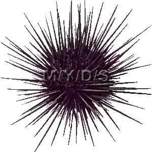 Hard Spined Sea Urchin Clipar - Sea Urchin Clipart
