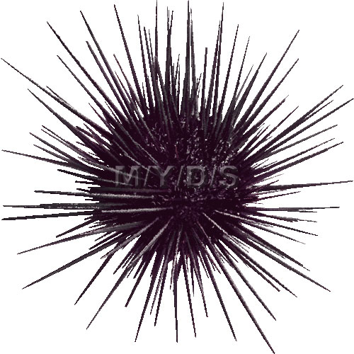Hard-spined Sea Urchin clipart picture / Large