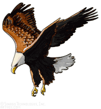 Hawk Clip Art - Hawk Clipart