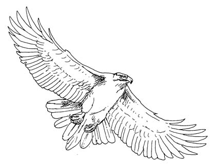 Hawk clipart 5 image - Hawk Clip Art