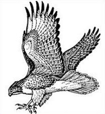 Hawk drawing