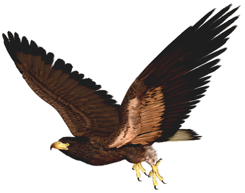 Hawk clipart 5 image