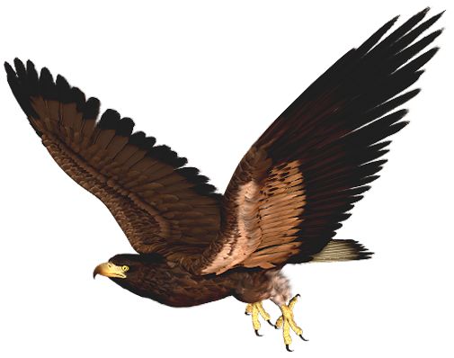 Hawk PNG Imágenes prediseñadas .