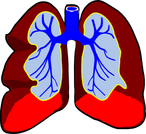 Healthy Lungs Clip Art